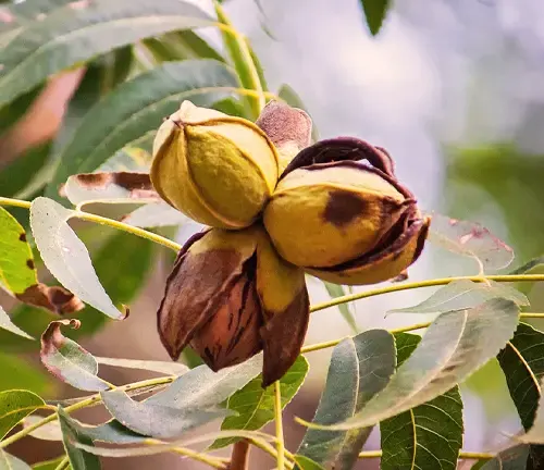 Desirable Pecan Tree