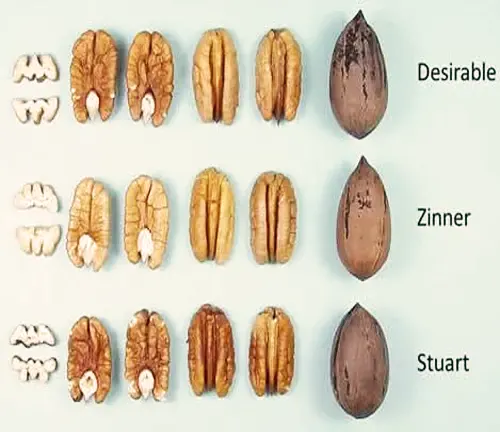 Desirable Pecan Tree