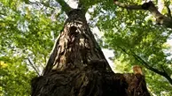 Eastern Poplar Cottonwood