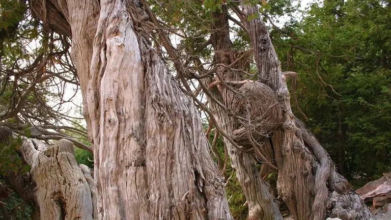 Eastern White Cedar Wood