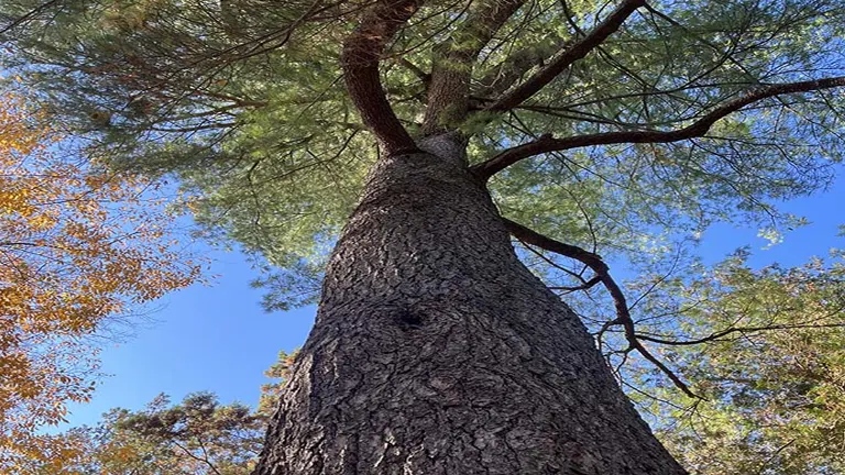 Eastern White Pine Wood