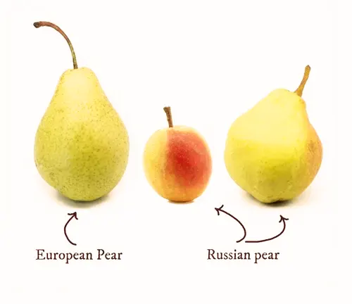 European Pear Tree