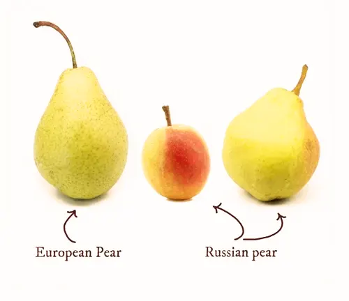 European pear deals