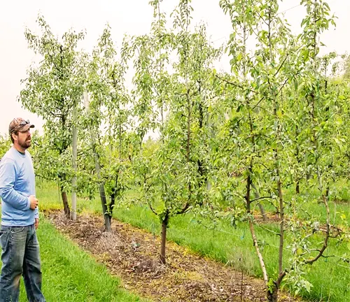 European Pear Tree