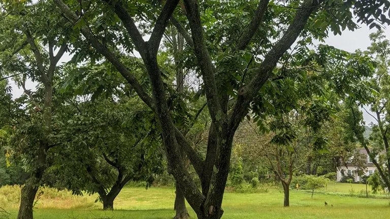 Heartnut Wood