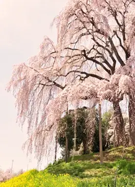 Japanese Cherry Tree