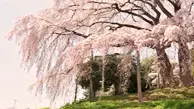 Japanese Cherry Tree