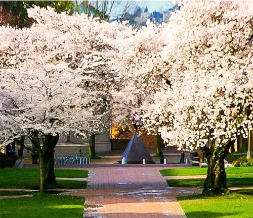 Japanese Cherry Tree