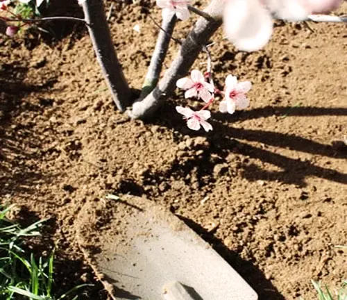 Japanese Cherry Tree