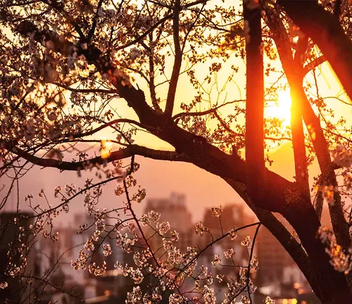 Japanese Cherry Tree