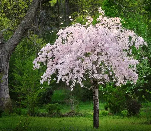 Japanese Cherry Tree