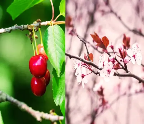 Japanese Cherry Tree