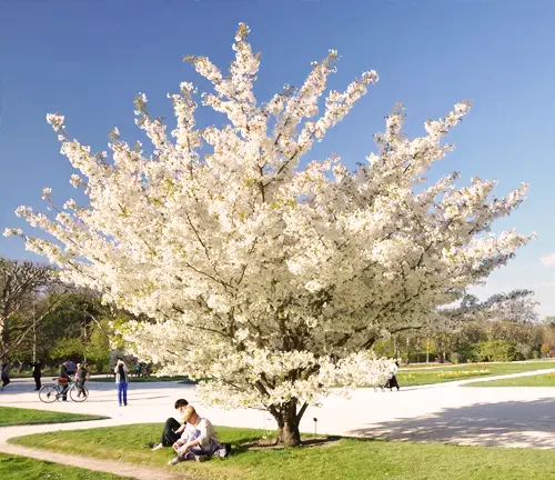 Japanese Cherry Tree