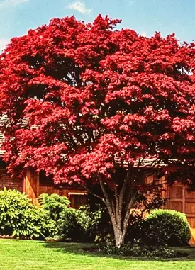 Japanese Maple Tree