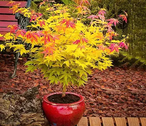 Japanese Maple Tree