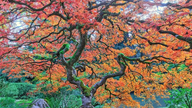 Japanese Maple Wood