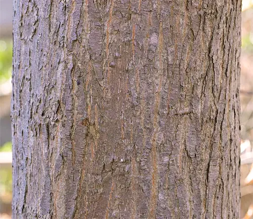 Japanese Maple Wood