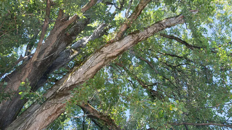 Lombardy Poplar Wood