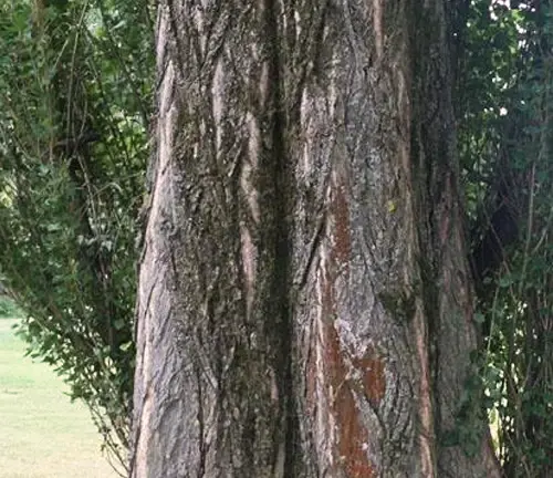 Lombardy Poplar Wood