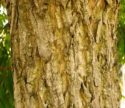 Manchurian Walnut Wood