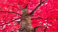 Red Maple Wood
