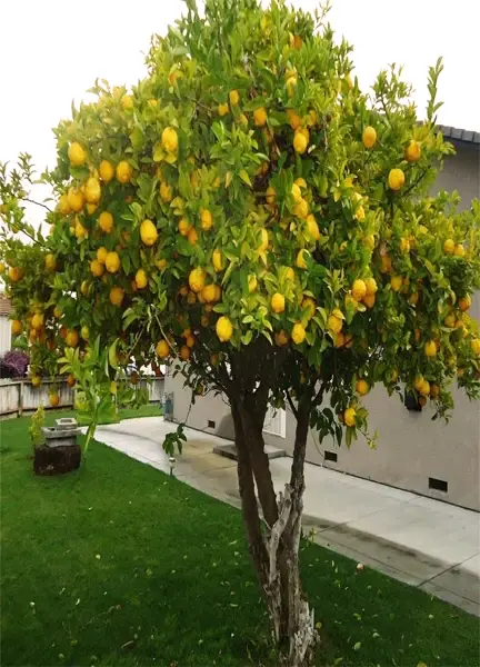 Meyer store lemon tree