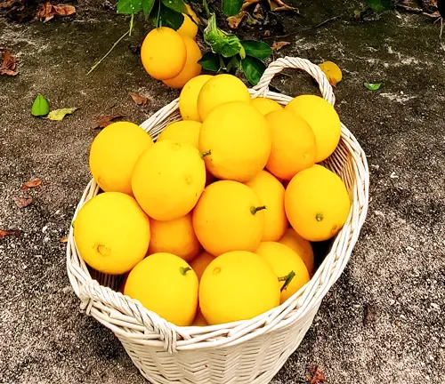 Meyer Lemon Tree