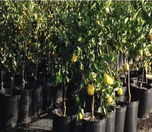 Meyer Lemon Tree