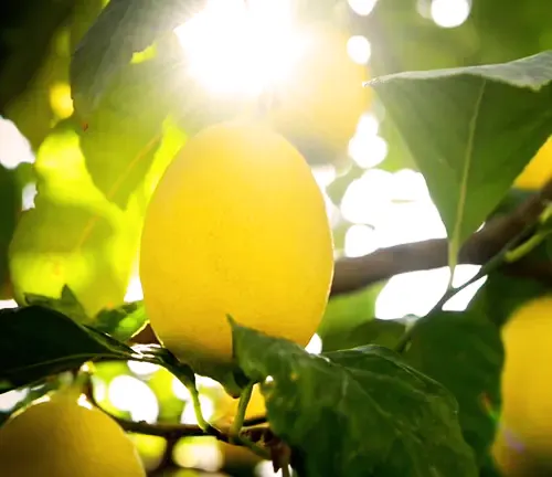 Meyer Lemon Tree