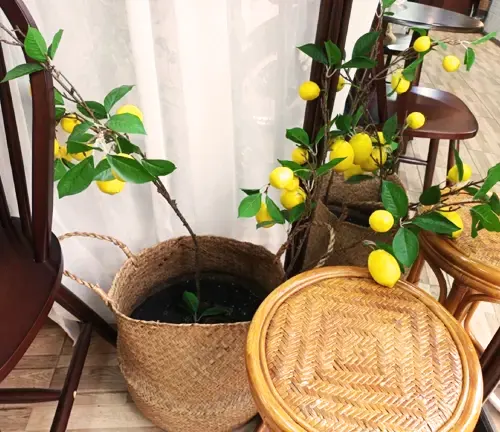 Meyer Lemon Tree