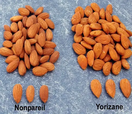 Nonpareil Almonds Tree