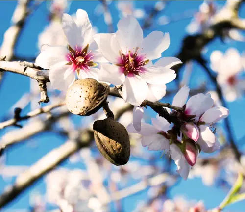 Nonpareil Almond Tree