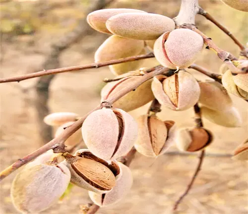 Nonpareil Almonds Tree
