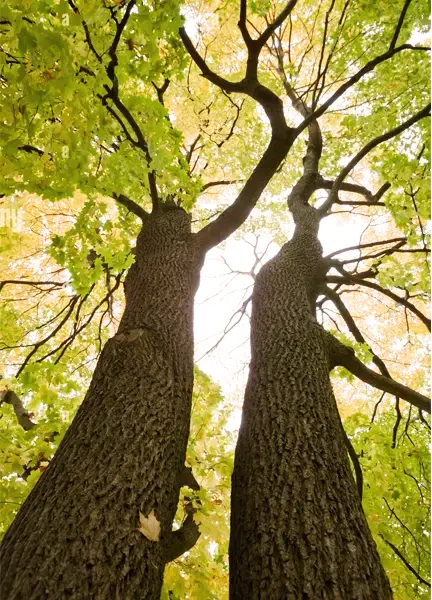 Norway Maple Wood