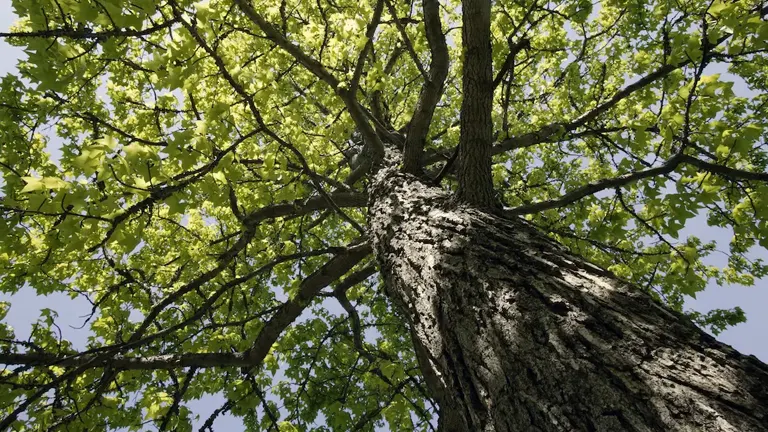 Norway Maple Wood