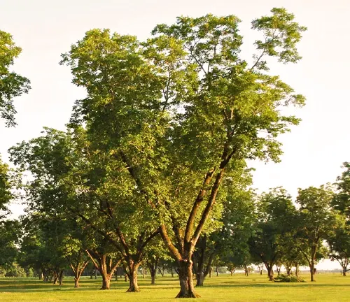 Pawnee Pecan Tree