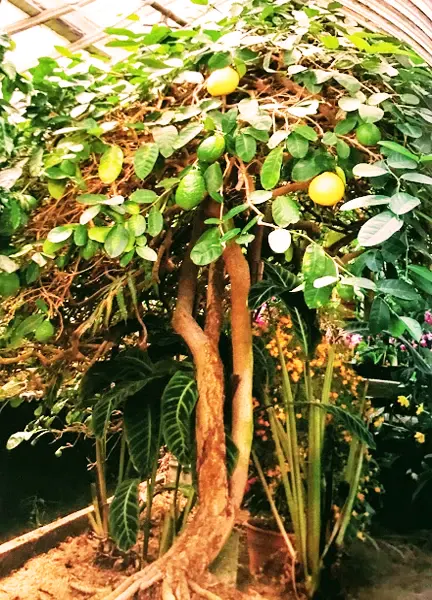 Ponderosa Lemon Tree