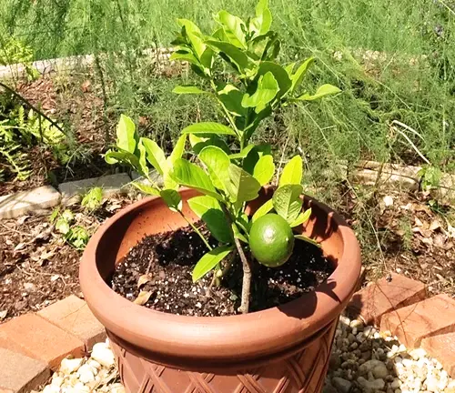 Ponderosa Lemon Tree