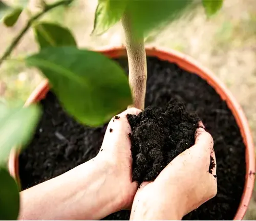 Ponderosa Lemon Tree