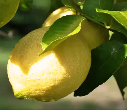 Ponderosa Lemon Tree