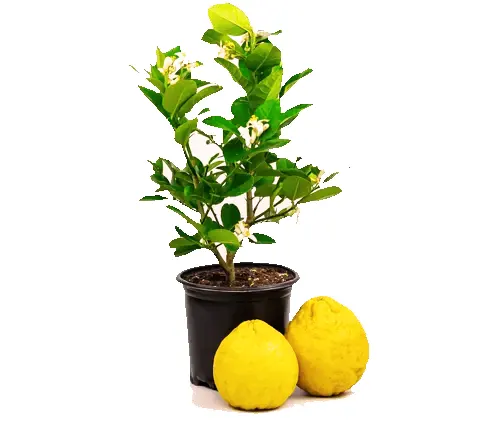 Ponderosa Lemon Tree