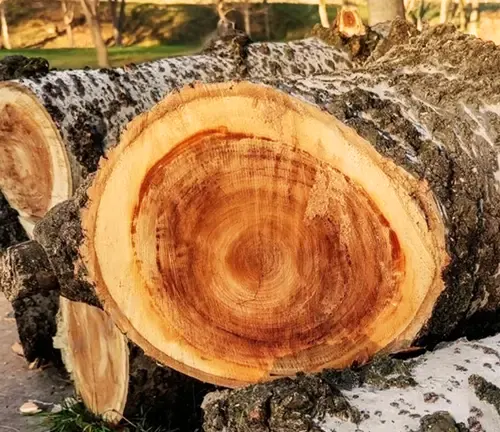 Poplar Wood