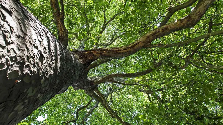 Silver Maple Wood