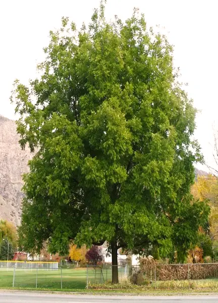 Sioux Pecan Tree