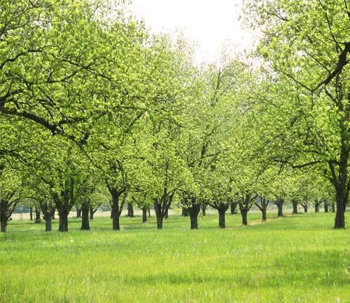 Sioux Pecan Tree