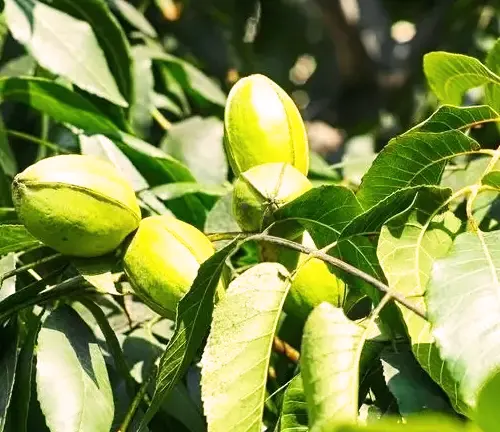 Sioux Pecan Tree