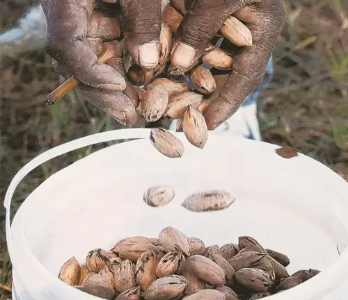 Sioux Pecan Tree