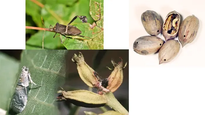 Stuart Pecan Tree