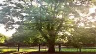 Stuart Pecan Tree