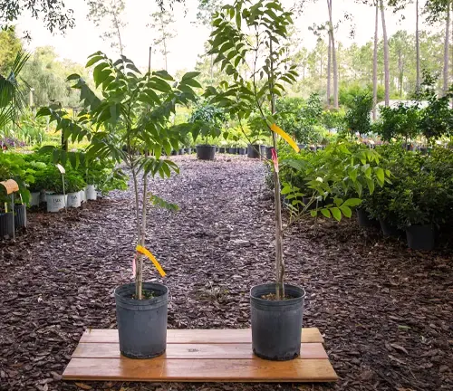 Stuart Pecan Tree